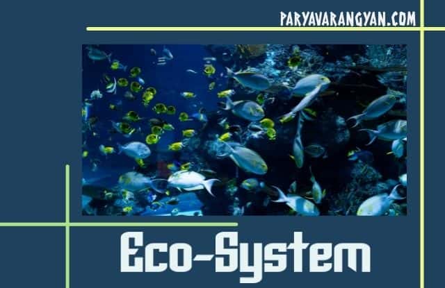 fish in water and text eco system